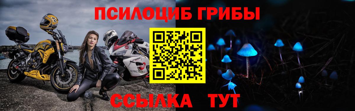 Псилоцибиновые грибы Psilocybine cubensis Ачинск